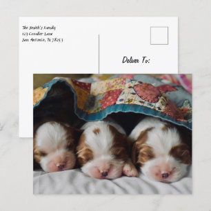 Blenheim Cavalier Kung Charles Spain Puppies Vykort