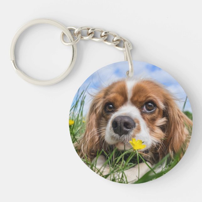 Blenheim Cavalier Kung Charles Spain Puppy Hund (Framsidan)