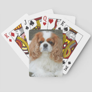 Blenheim Cavalier Kung Charles Spain Puppy Hund Casinokort