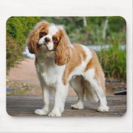 Blenheim Cavalier Kung Charles Spain Puppy Hund Musmatta