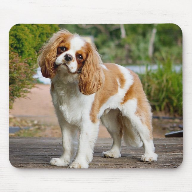 Blenheim Cavalier Kung Charles Spain Puppy Hund Musmatta (Framsidan)