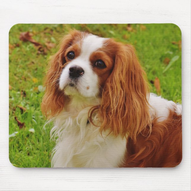 Blenheim Cavalier Kung Charles Spain Puppy Hund Musmatta (Framsidan)