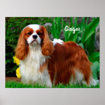 Blenheim Cavalier Kung Charles Spain Puppy Hund P