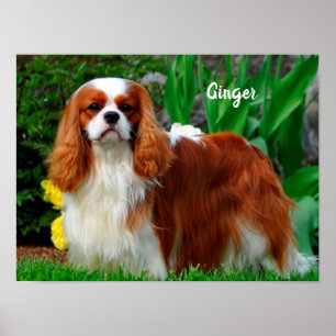 Blenheim Cavalier Kung Charles Spain Puppy Hund P Poster