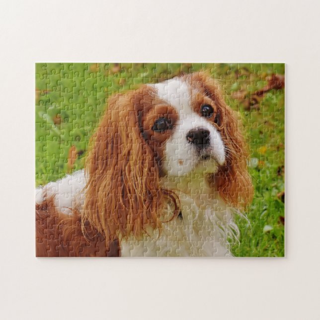 Blenheim Cavalier Kung Charles Spain Puppy Hund Pussel (Horisontell)