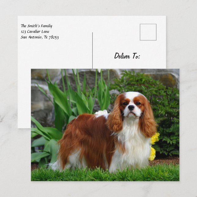 Blenheim Cavalier Kung Charles Spain Puppy Hund Vykort (Fram/baksida)