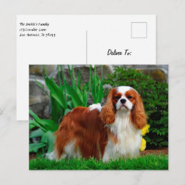 Blenheim Cavalier Kung Charles Spain Puppy Hund Vykort