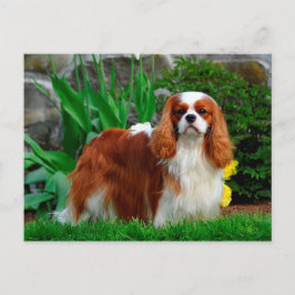 Blenheim Cavalier Kung Charles Spain Puppy Hund Vykort