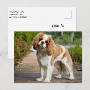 Blenheim Cavalier Kung Charles Spain Puppy Hund Vykort
