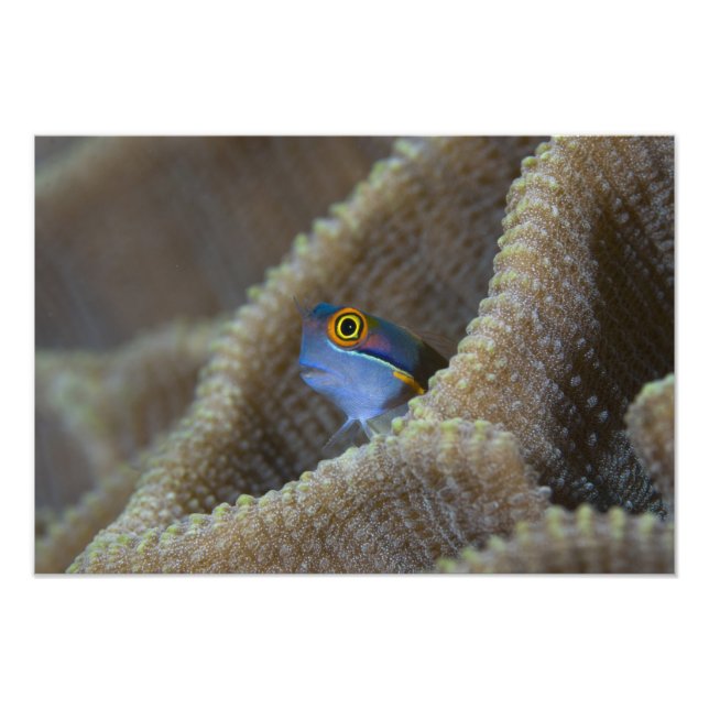 Blenny (Blenniidae) som pockar upp huvudet Fototryck (Framsidan)