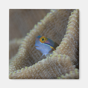 Blenny (Blenniidae) som pockar upp huvudet Magnet