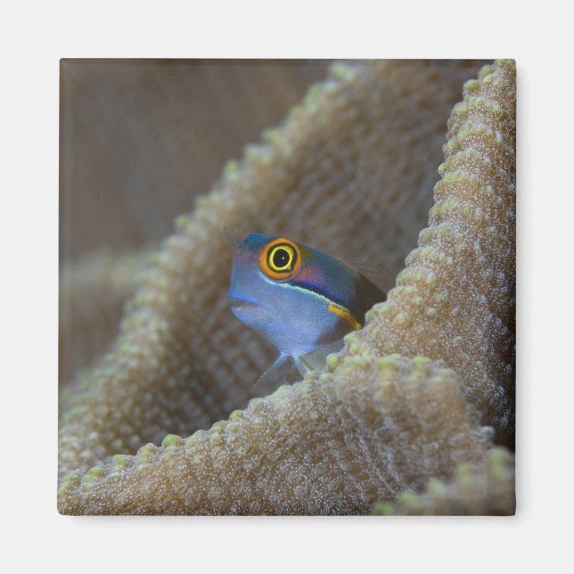 Blenny (Blenniidae) som pockar upp huvudet Magnet (Framsidan)