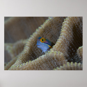 Blenny (Blenniidae) som pockar upp huvudet Poster