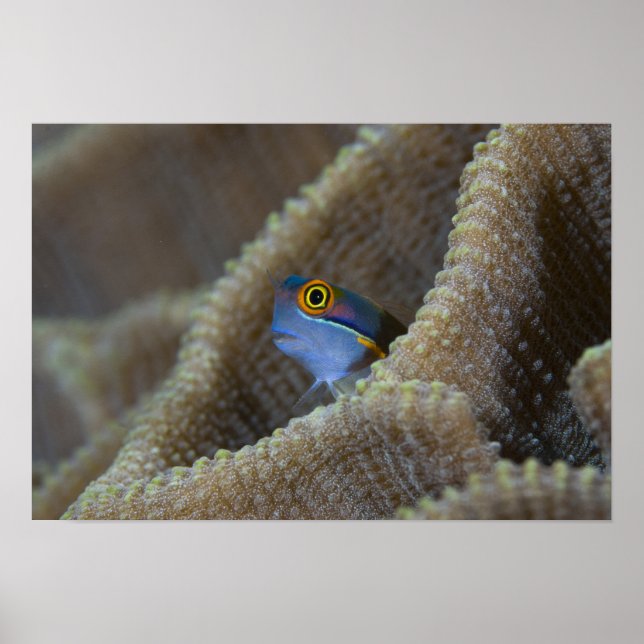 Blenny (Blenniidae) som pockar upp huvudet Poster (Framsidan)