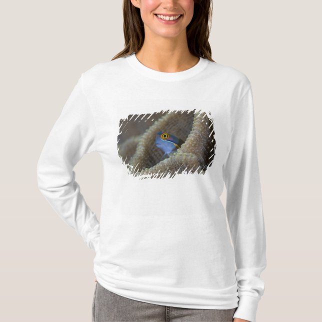 Blenny (Blenniidae) som pockar upp huvudet T Shirt (Framsida)