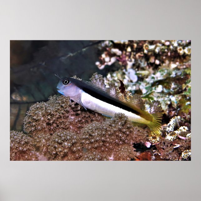 Blenny på Sten Poster (Framsidan)