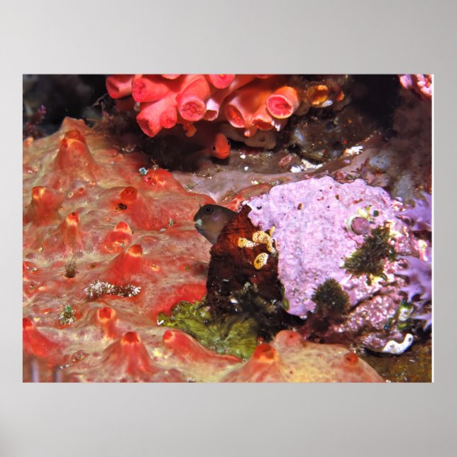 Blenny Peeking Poster (Framsidan)