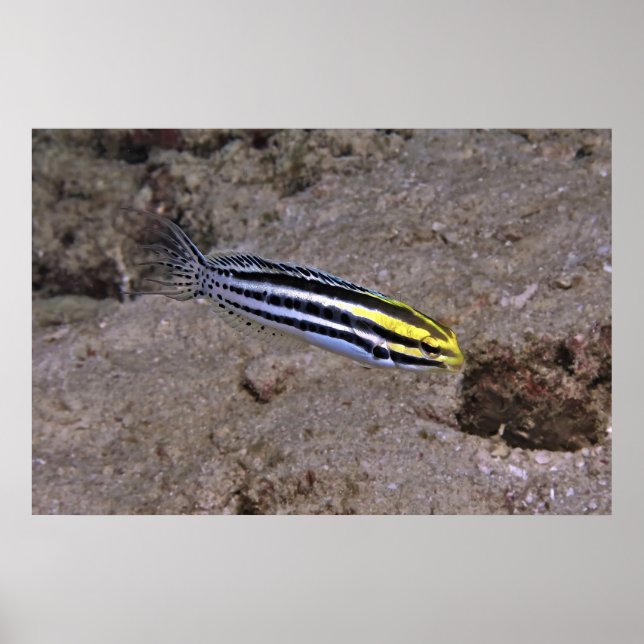 Blenny Poster (Framsidan)