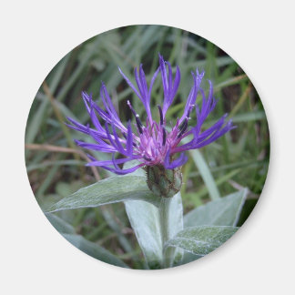 bleuet magnet