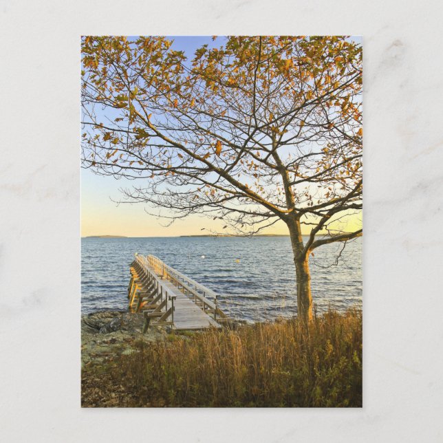 Blev i Golden Light Vykort (Framsida)