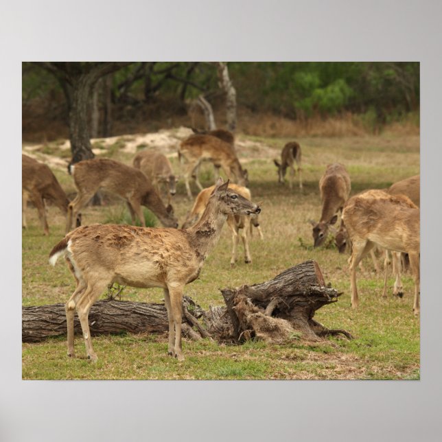 Blind Deer-affisch Poster (Framsidan)