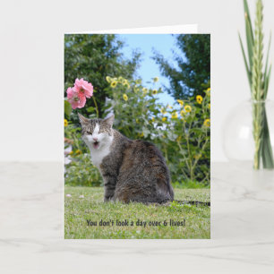 blinka tabby katt för humoristisk födelsedag kort