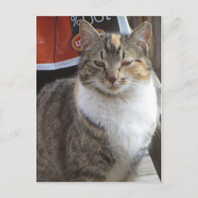 Blinkande katt vykort (Framsida)