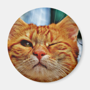Blinkningkattunge Magnet
