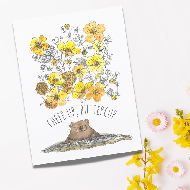 Blir Bättre Murmeldjur Friskna Till, Smörblommor A Vykort (Skapare uppladdad)