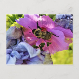 BLIR PÅ ETT HIBISCUS POSTCARD FÖR ROSA VYKORT