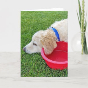 blir snart frisk hund med röd vattenskål kort