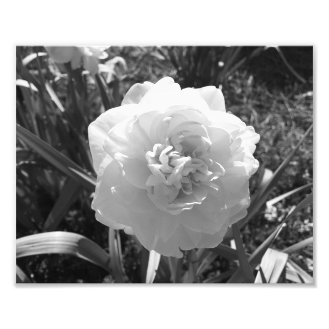 Blissful Black and White Daffodil Fototryck (Framsidan)