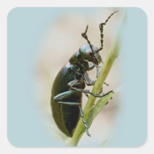 Blister Beetle - Meloidae Fyrkantigt Klistermärke