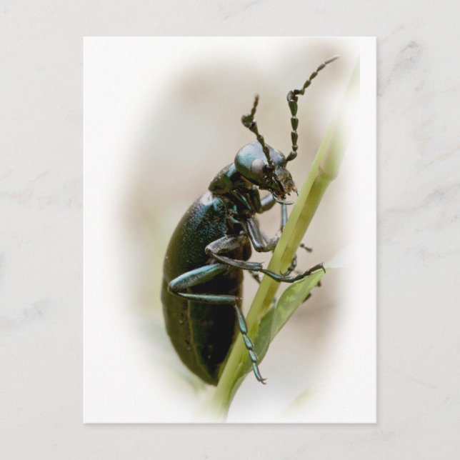 Blister Beetle - Meloidae Vykort (Framsida)