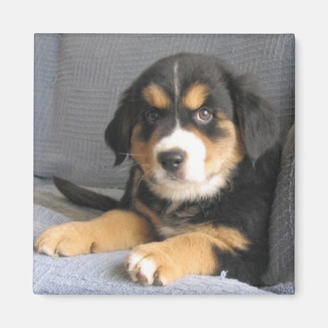 Blitzen Magnet (Framsidan)