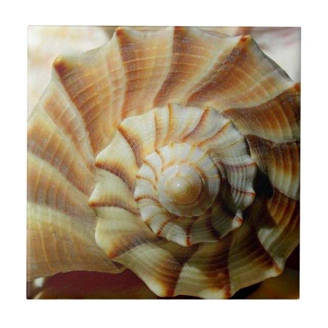 Blixt Whelk Square Ceramic Tile Kakelplatta (Framsidan)