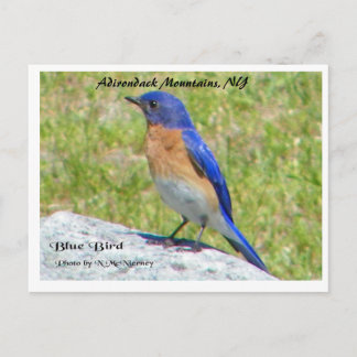 Bllue Bird, Adirondack Mountains, NY Vykort