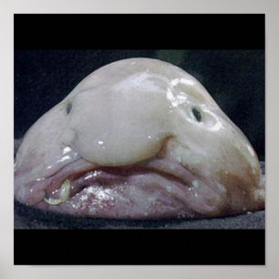 Blobfish Poster