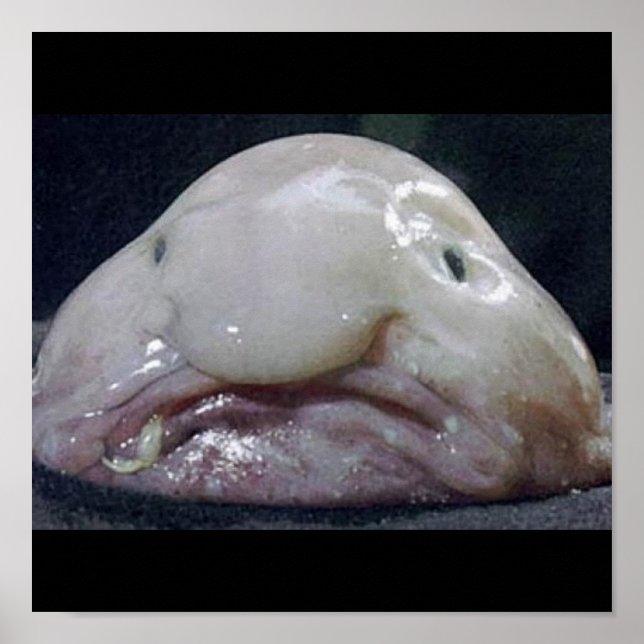 Blobfish Poster (Framsidan)