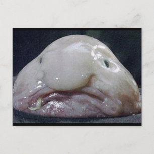 Blobfishen Vykort