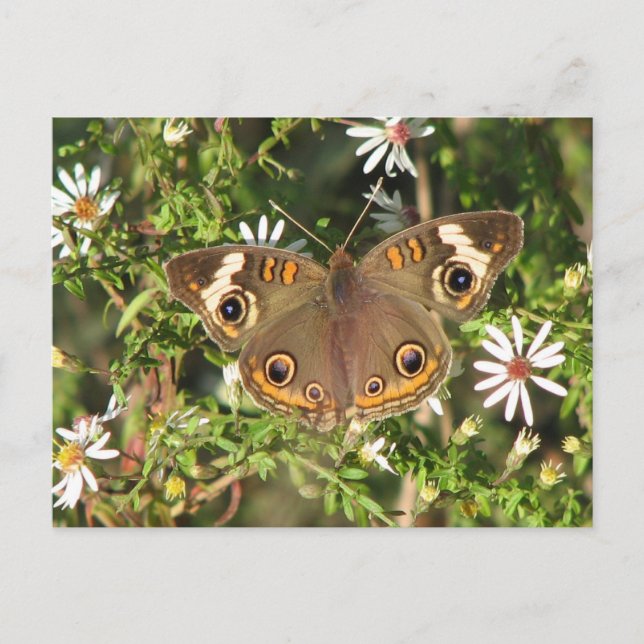 Blockögonvykort Vykort (Framsida)