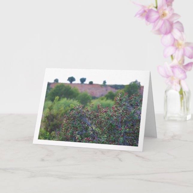 Blockthorn i Medelhavet, Rhamnus Alaternus Plant Kort (Orkide)