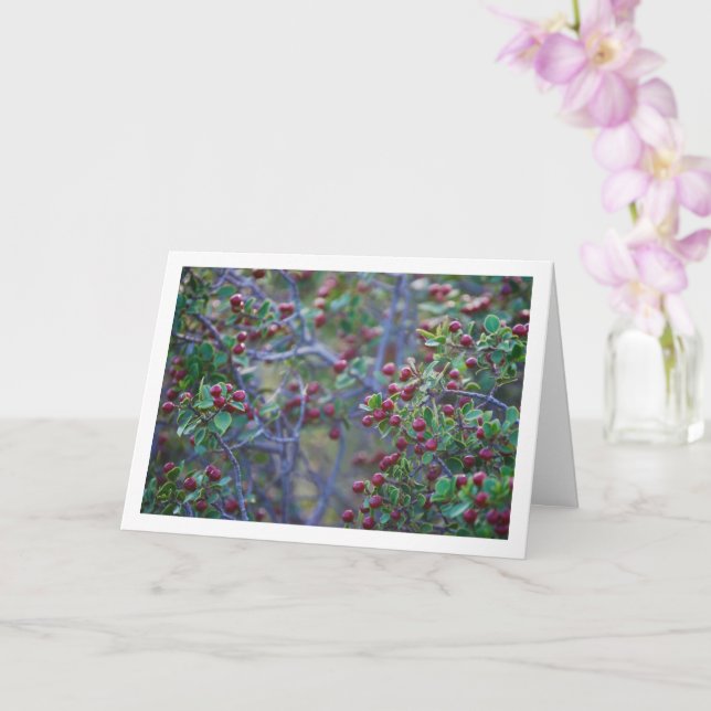 Blockthorn i Medelhavet, Rhamnus Alaternus Plant Kort (Orkide)