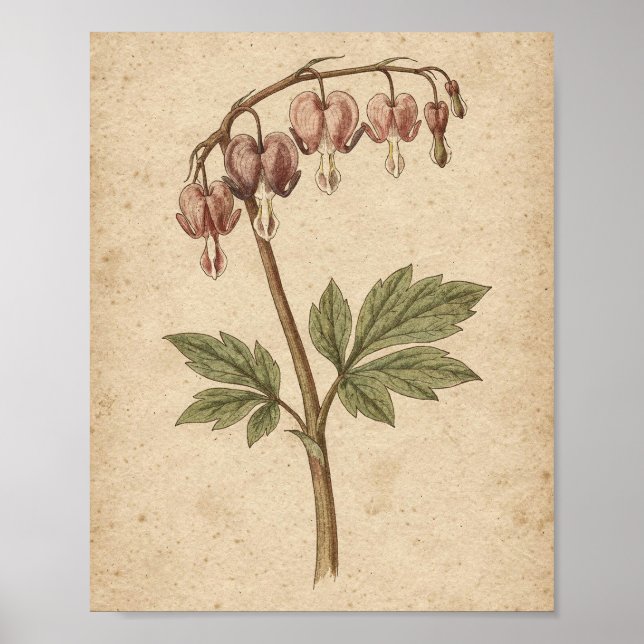 Blödande Hjärtas Botaniska Blomm Konst Poster (Framsidan)