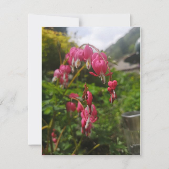 blödande hjärtblomma (Framsida)