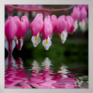 blödande hjärtblomma poster