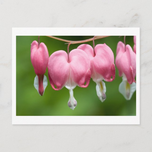 blödare vykort (Framsida)