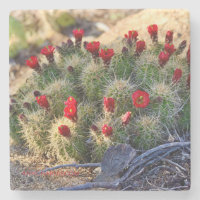 Blodbild Cactus-fotografi av Ann Charles