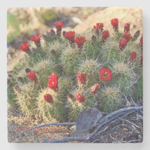 Blodbild Cactus-fotografi av Ann Charles Stenunderlägg