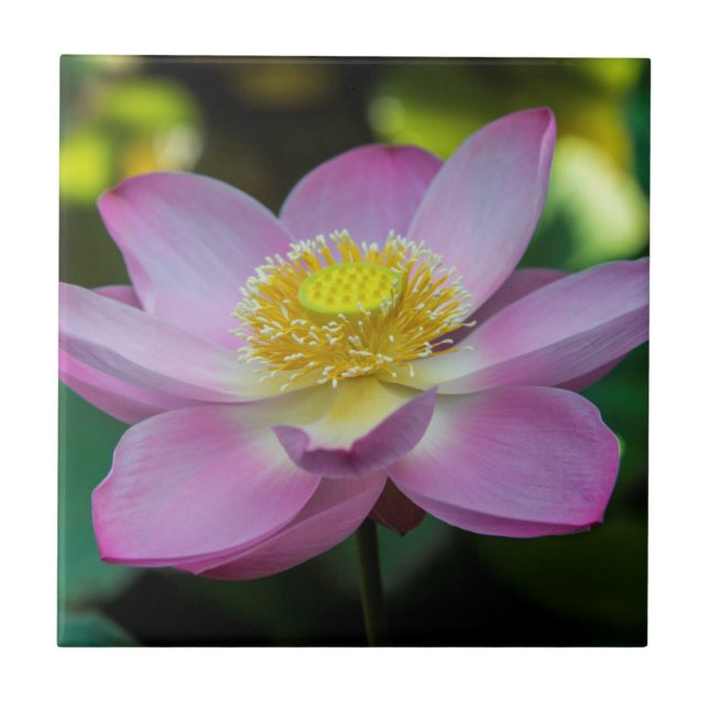 Blodblomma, Indonesien Kakelplatta (Framsidan)